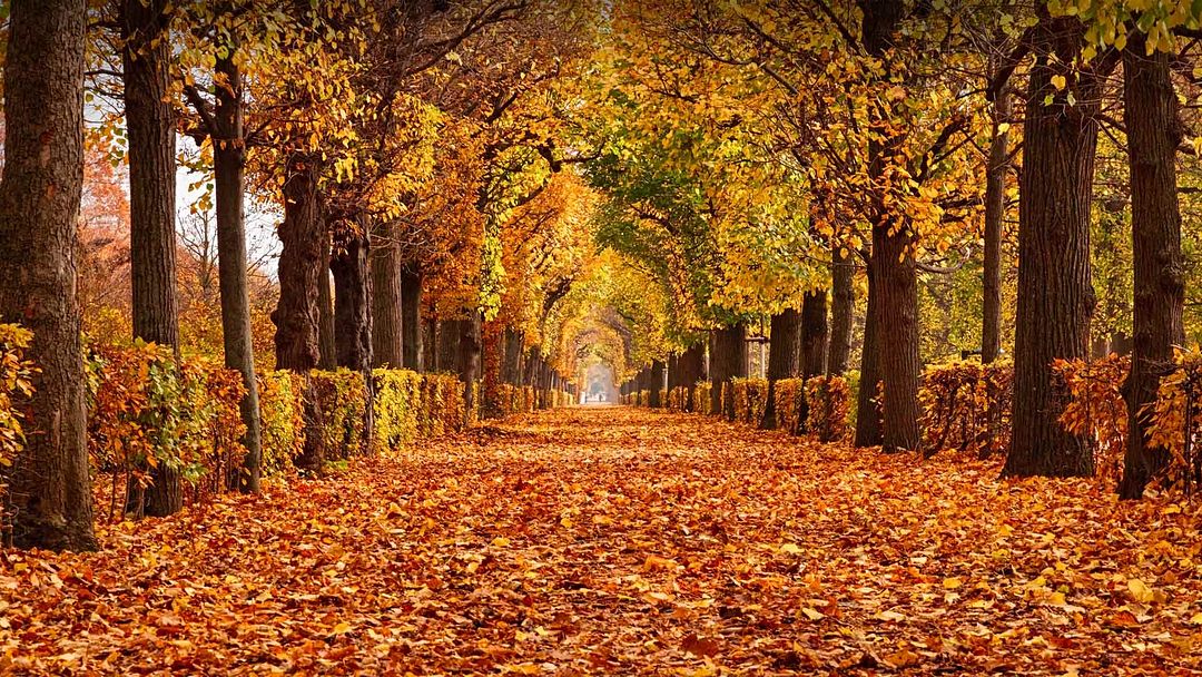 The path in a park with lots of leaves on the ground