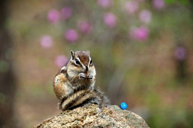 Chipmunk_2