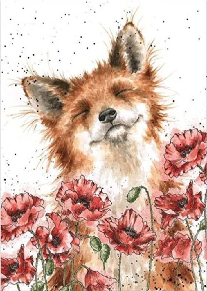 Red fox and poppies