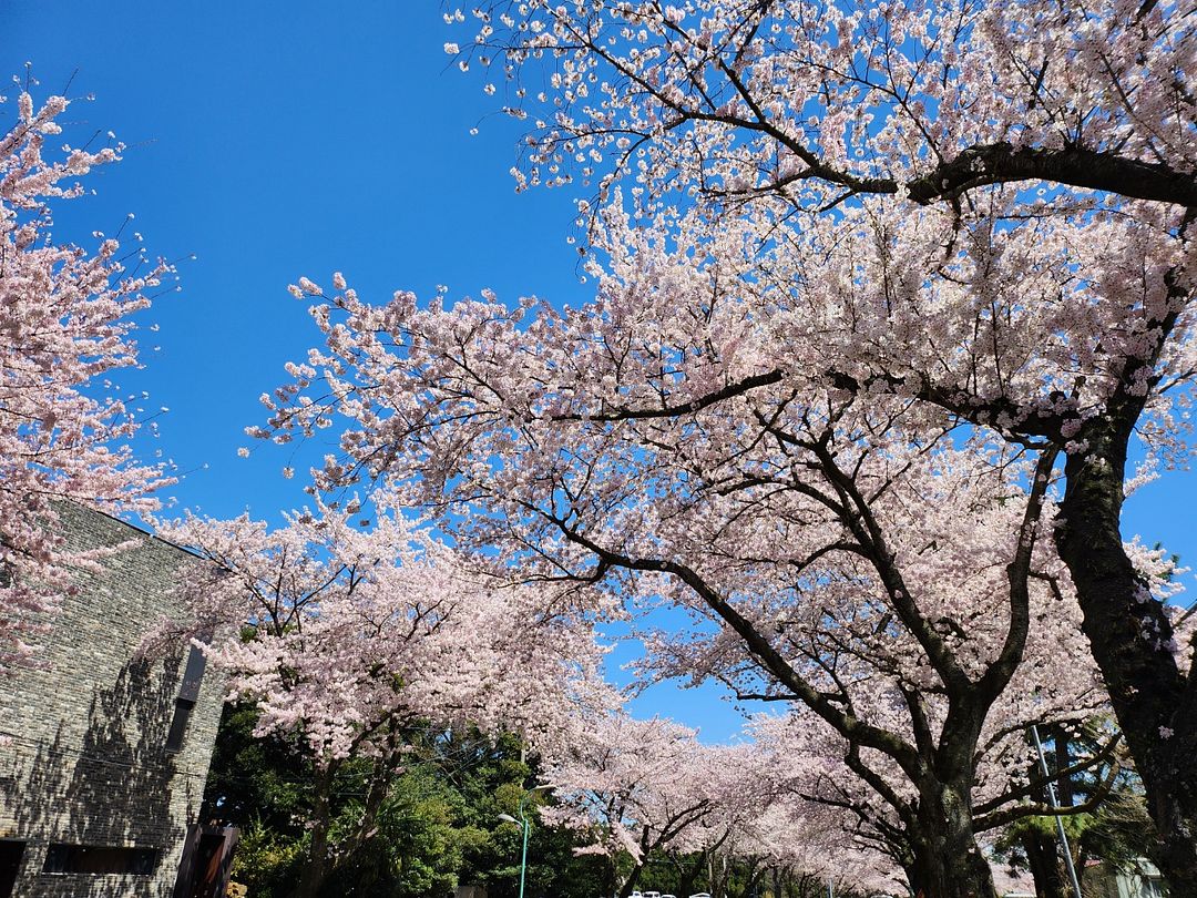 Cherry Blossoms in Jeju, 2024-2