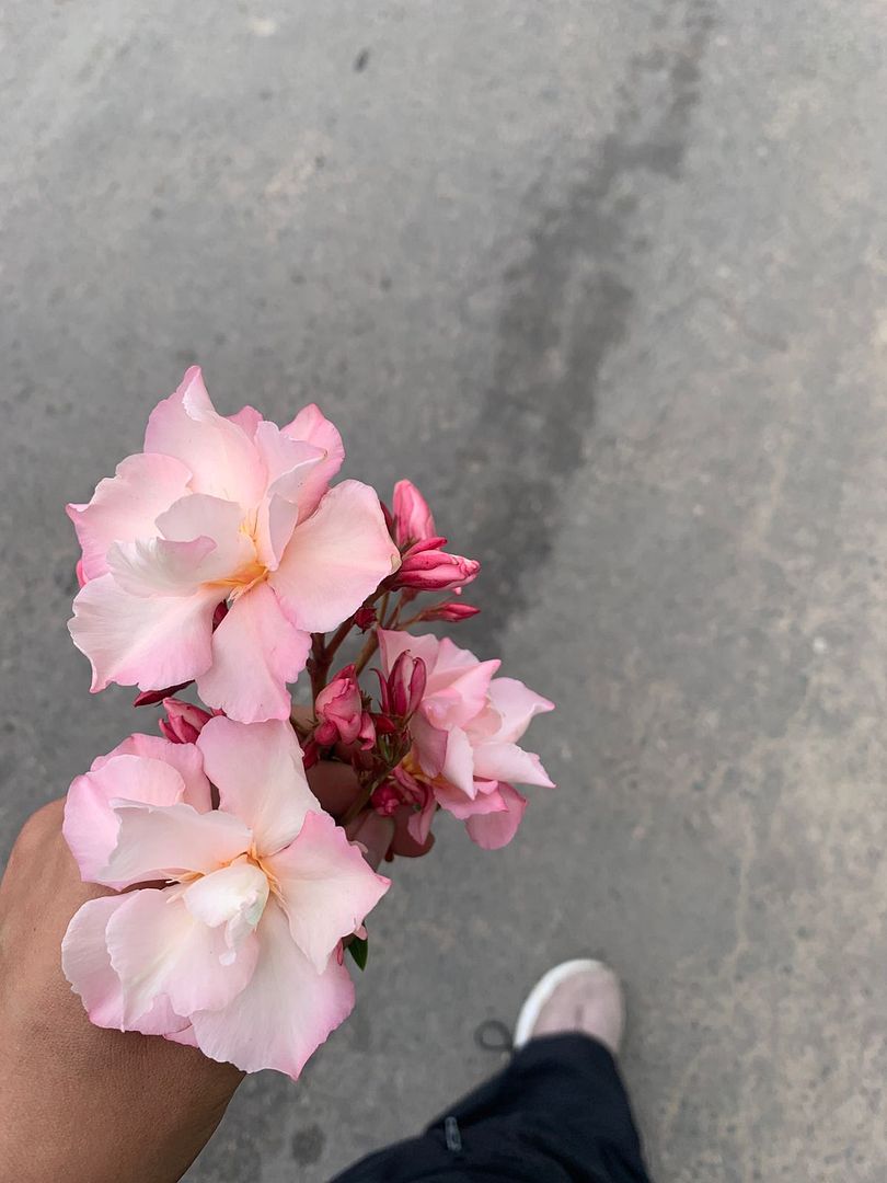 Some picked flowers