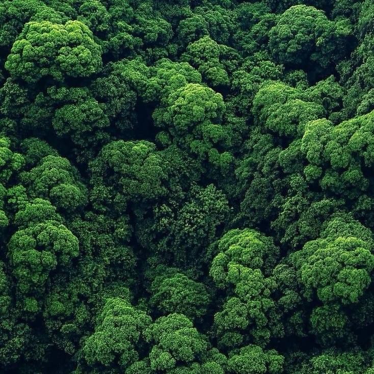 Green forest