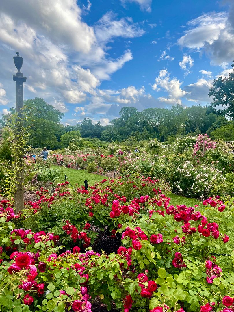 summer blooms