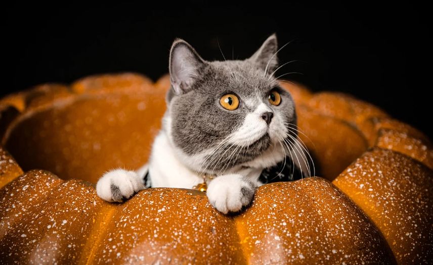 cat in a pumpkin