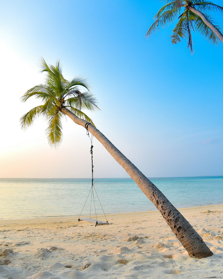 swing hang in coconut tree near seashore