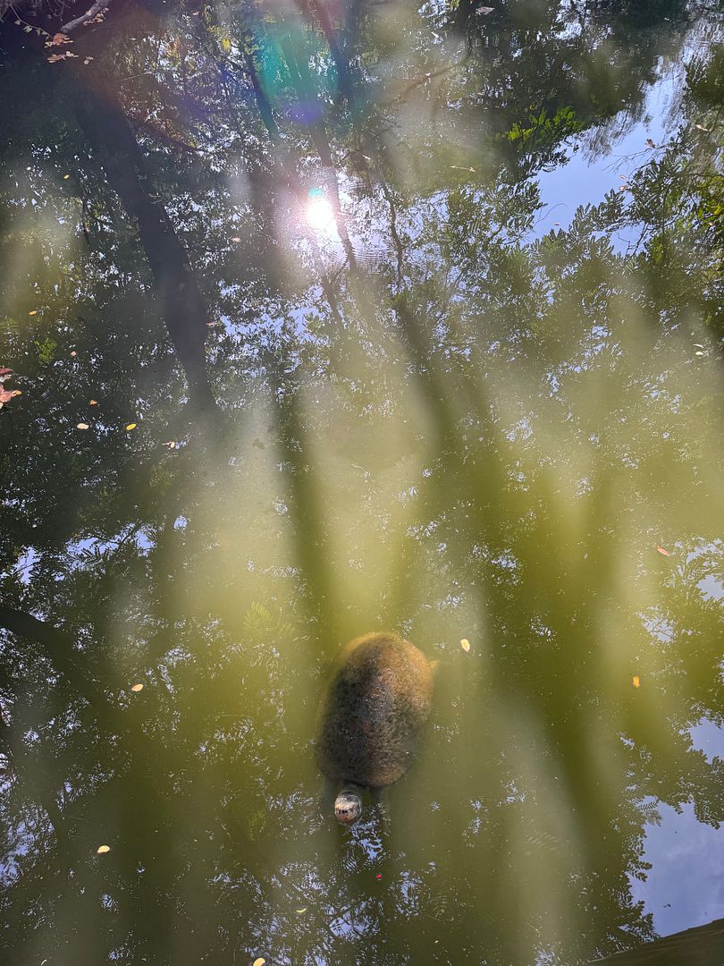 turtle in the pond