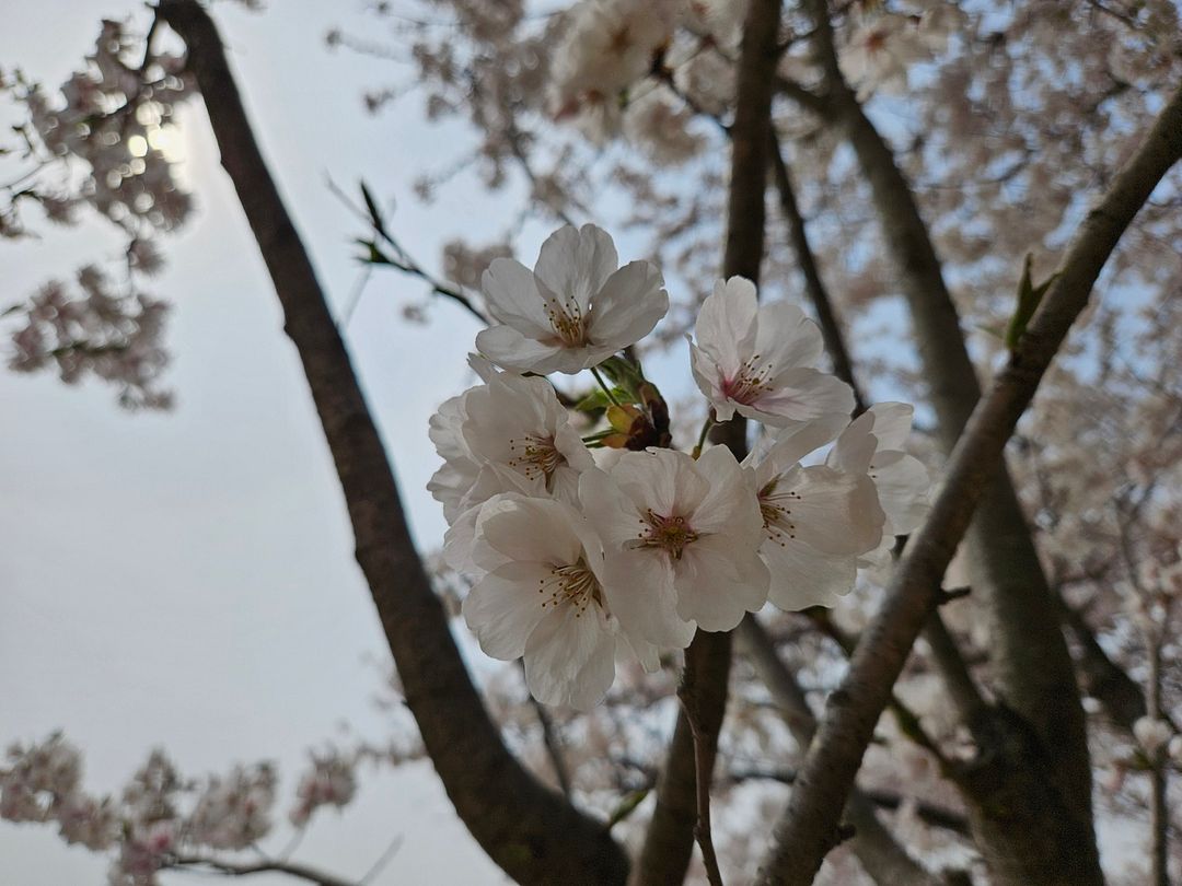 벚꽃_240408