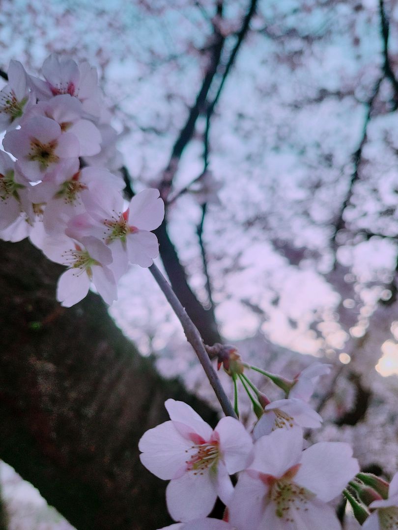 240408 Cherry Blossom