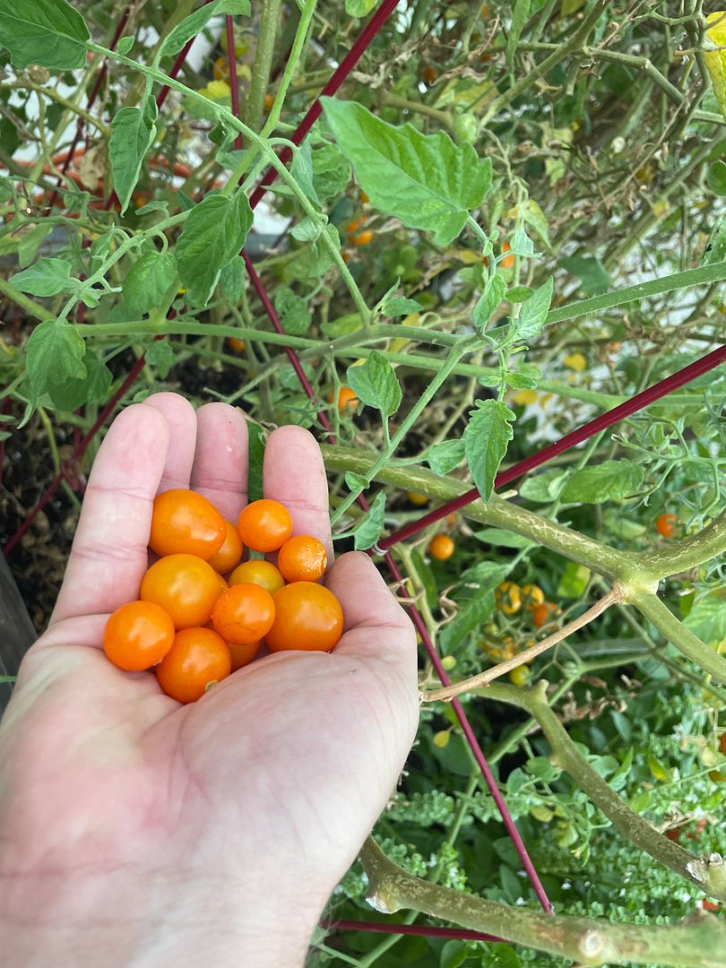 These are called “tomato”