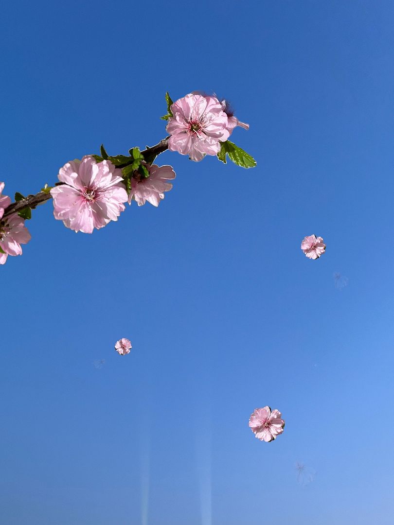 plum blossom