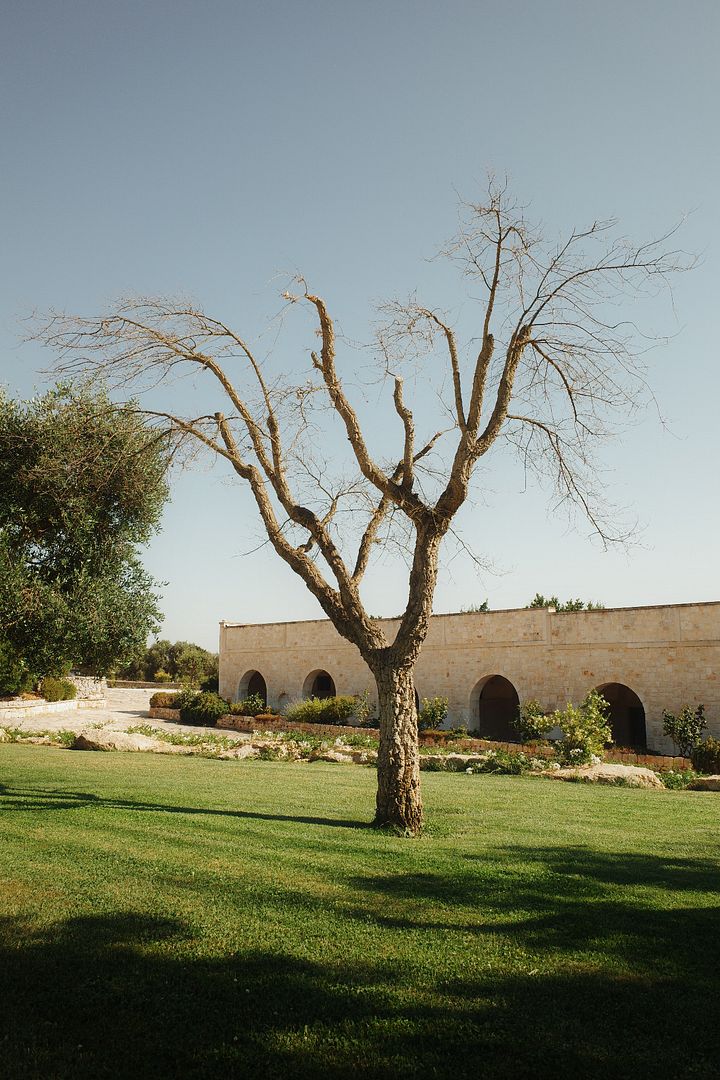 an obsession with aesthetic trees