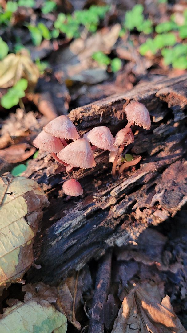 Pink mashrooms