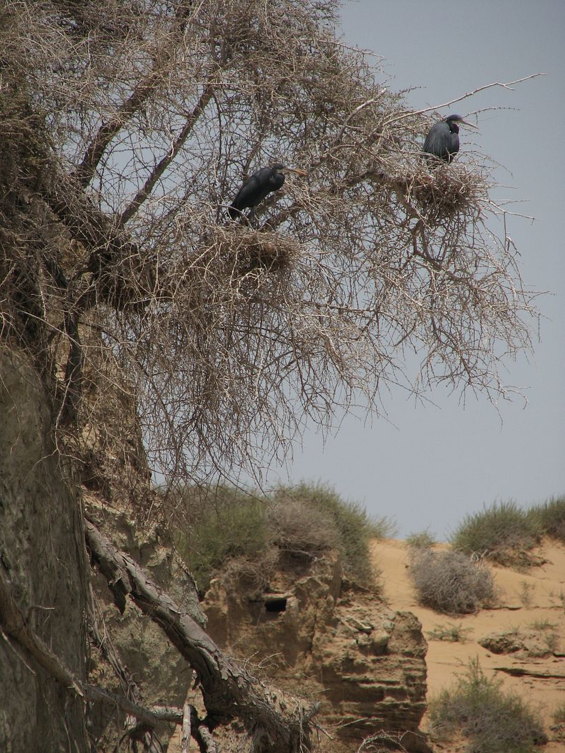 the Egrets