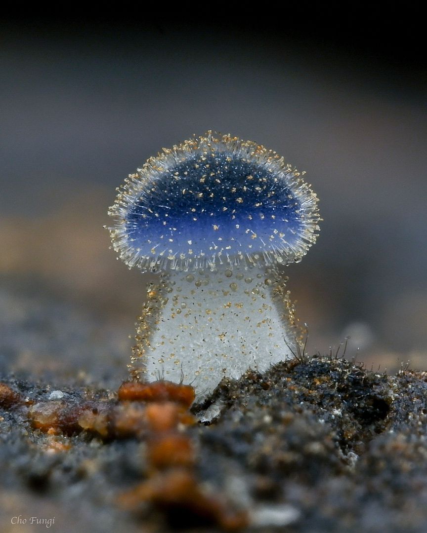 Mycena subcyanocephala