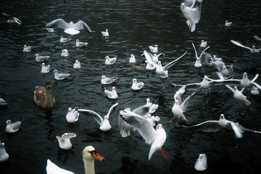 Seagulls in the cold lake of Leeds