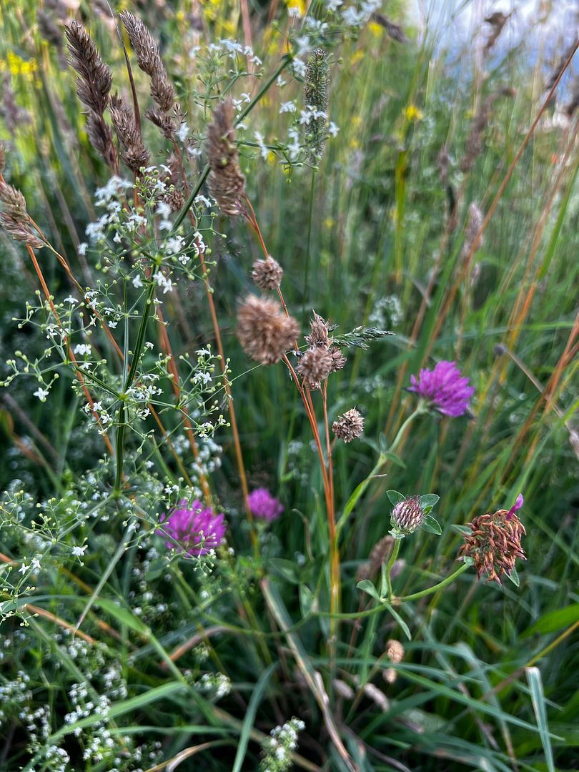 wildflowers