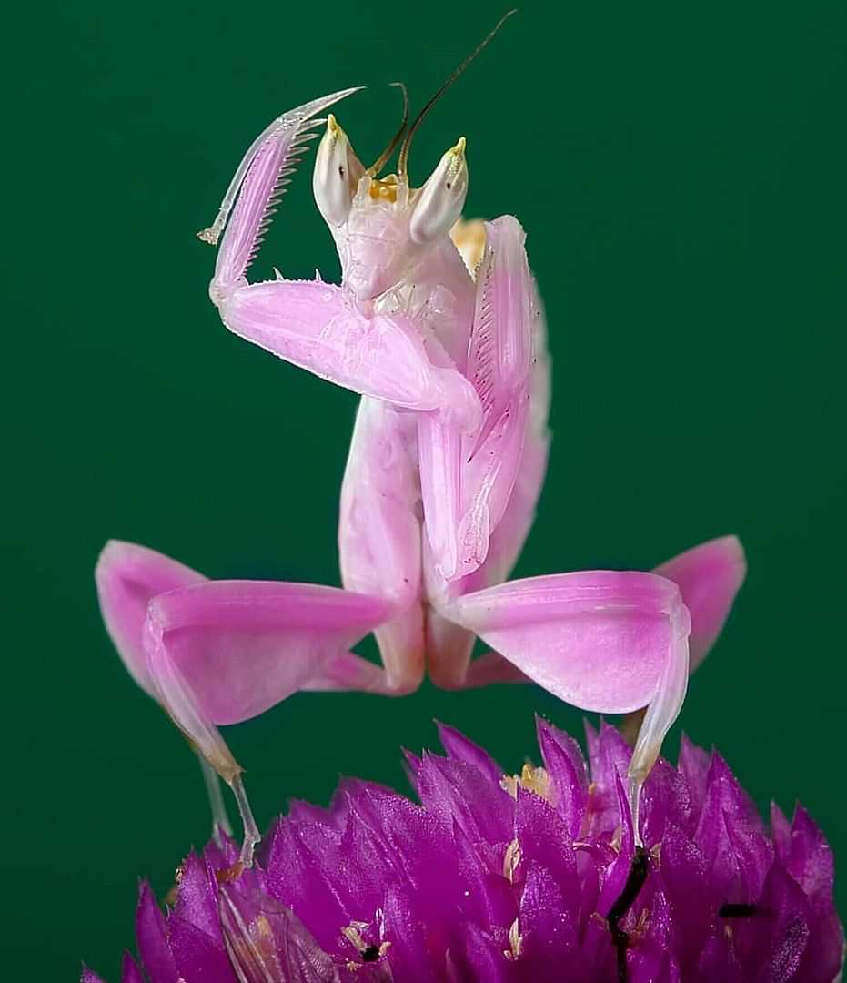 beautiful-playing-mantis-photo