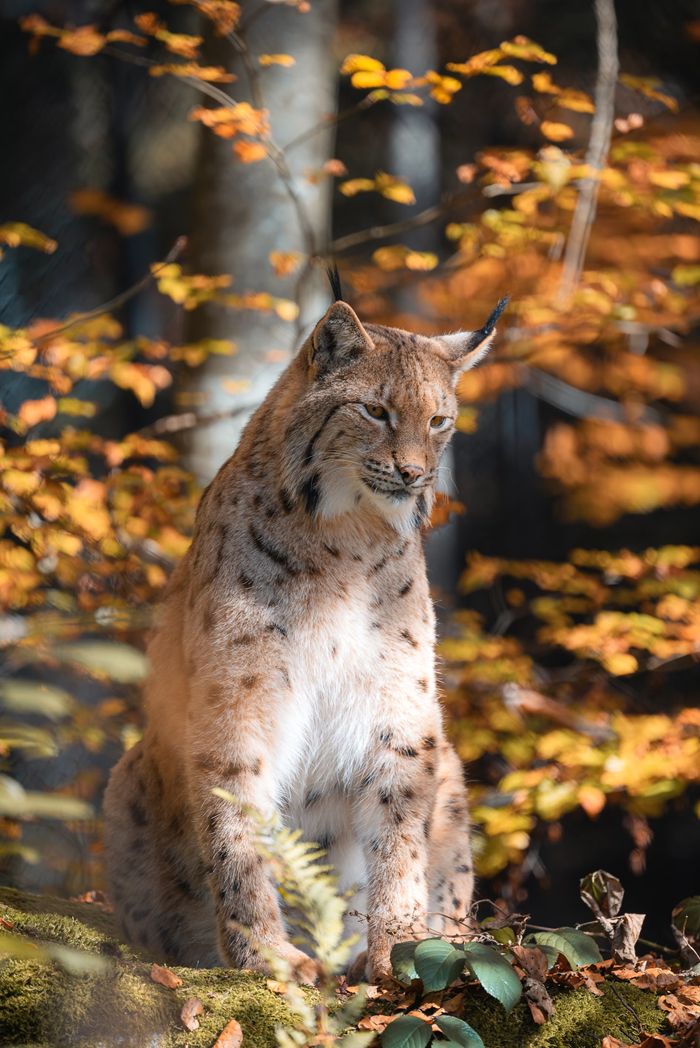 Lynx