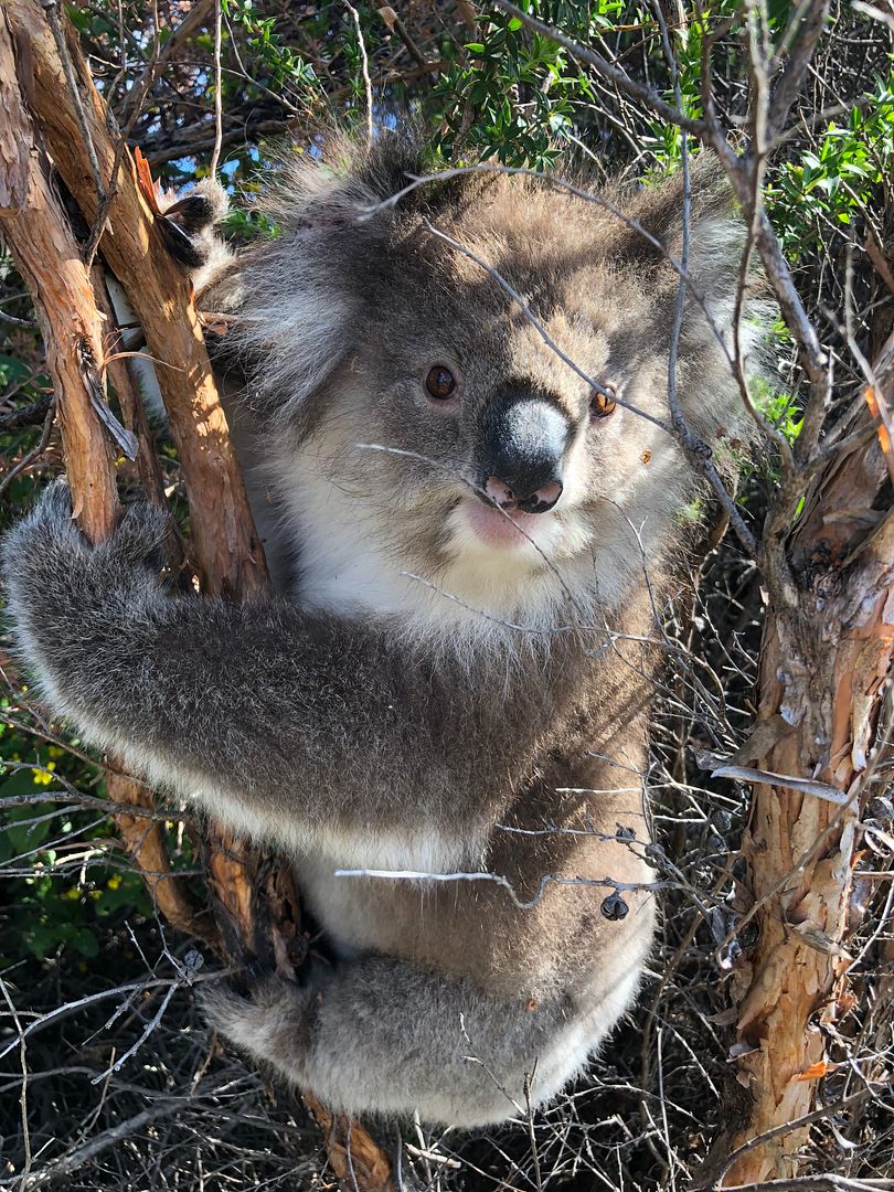 Hello Koala 🐨