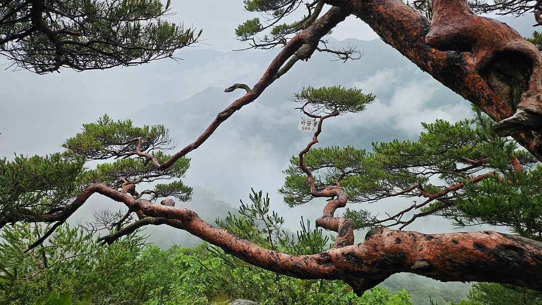 A wonderful pine tree at Mt. Obongsan’s navel peak!  240706 Chuncheon, Gangwon-do, South Korea