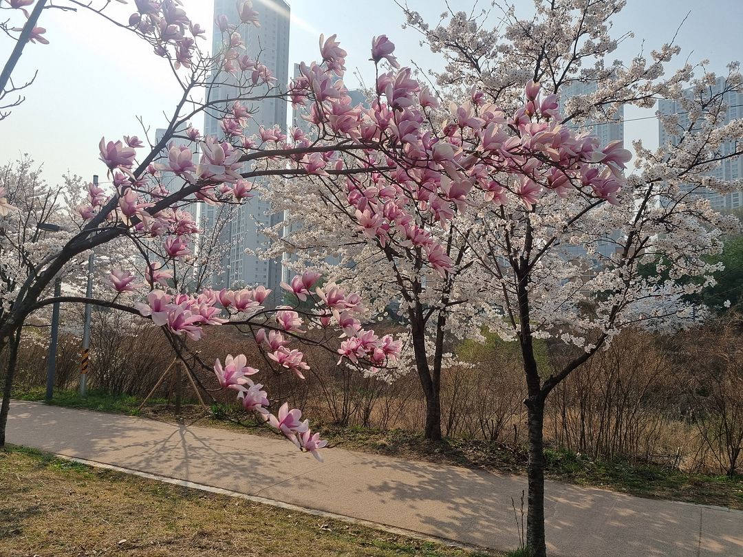 cherry blossoms at suwon8