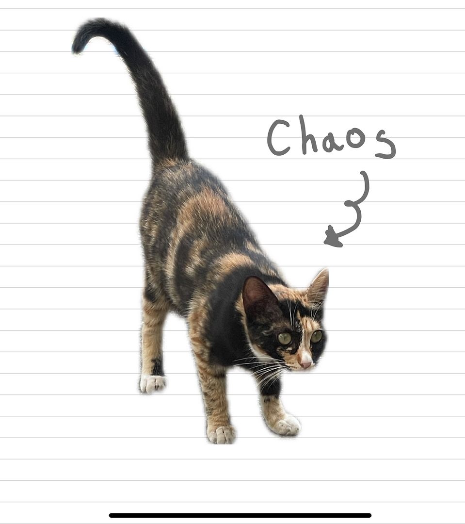 Cat_Chaos_5