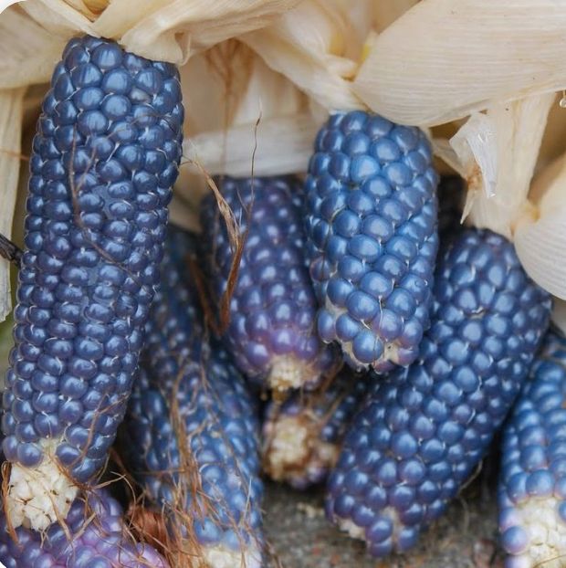 Blue corn