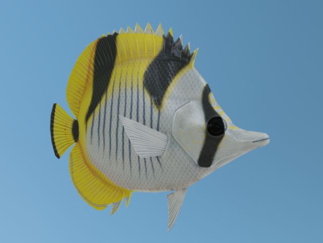 Butterflyfish 3D