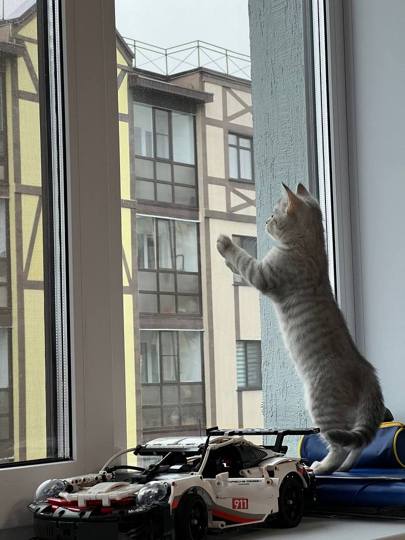 Cat in window with porsche