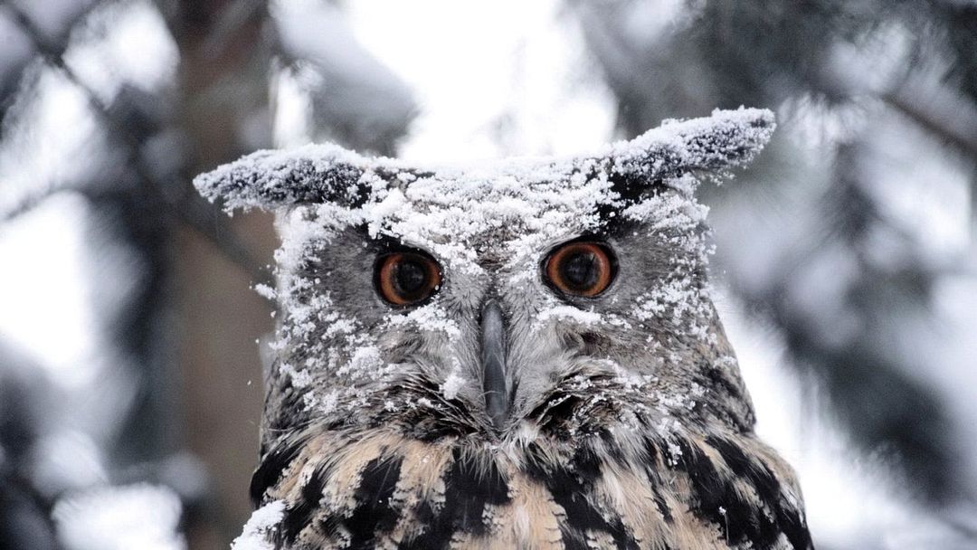 Snow owl