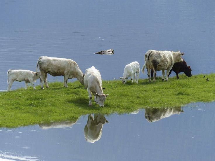 cows by the river