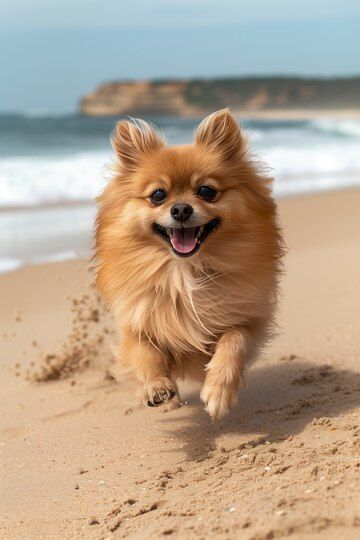 Adorable portrait pomeranian dog