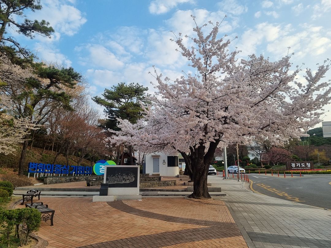 cherry blossoms at suwon3