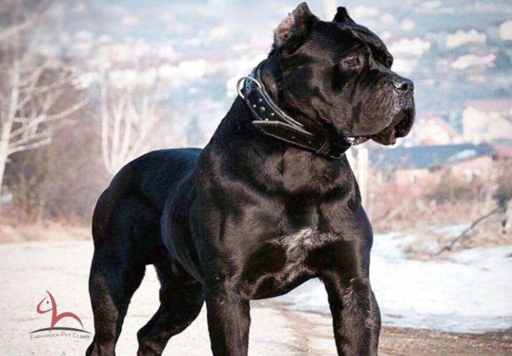 Cane Corso race