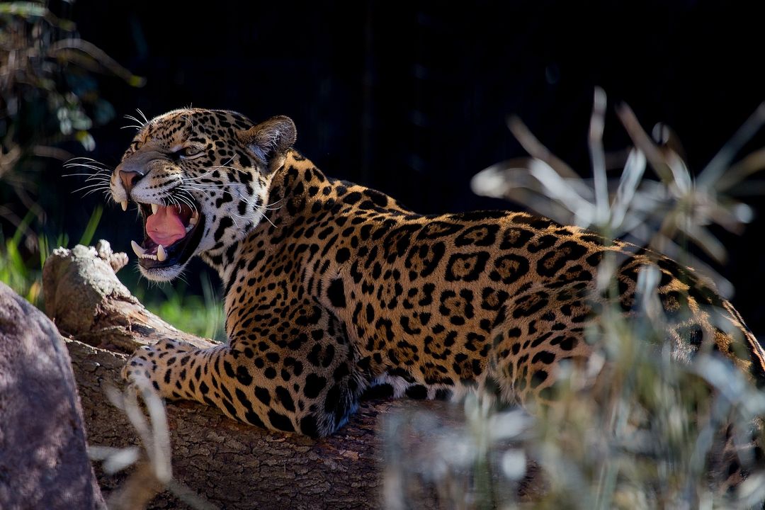 jaguar