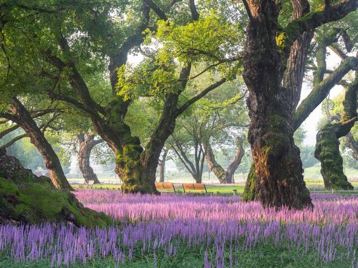 lavender field in the park