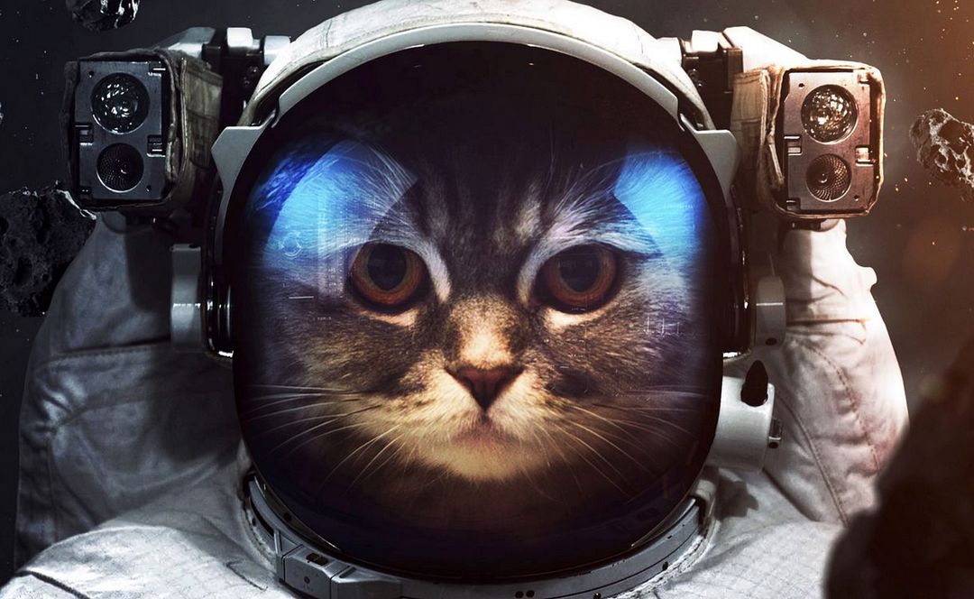 spacecat