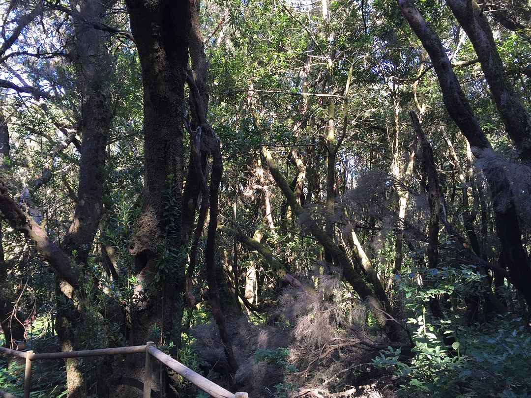 Parque Garajonay - La Gomera