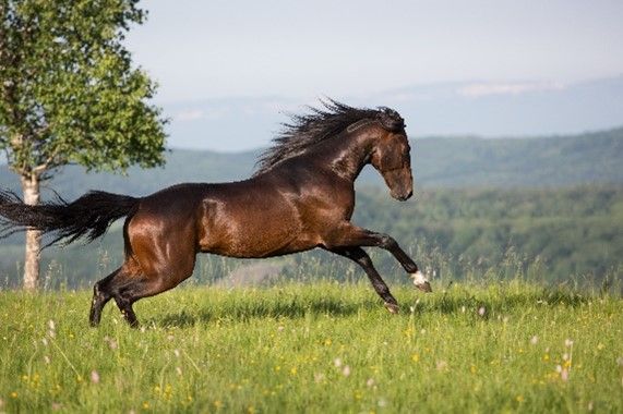 A horse galloping through fields