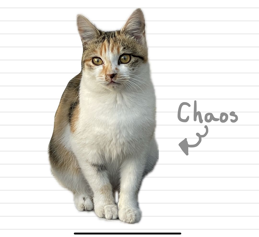 Cat_Chaos_37