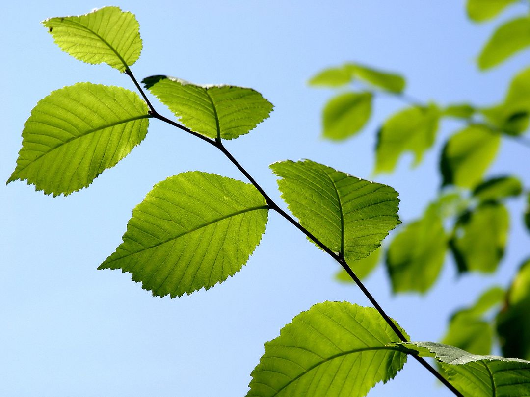 $enjoy this tree and summer