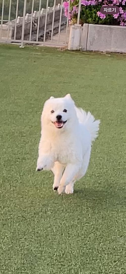 He is happy while running