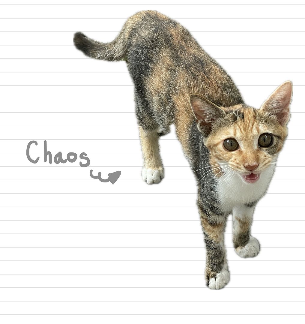 Cat_Chaos_19