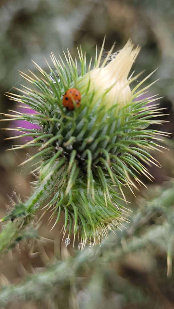 Ladybug