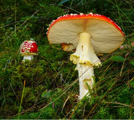 Fly agaric in the forest