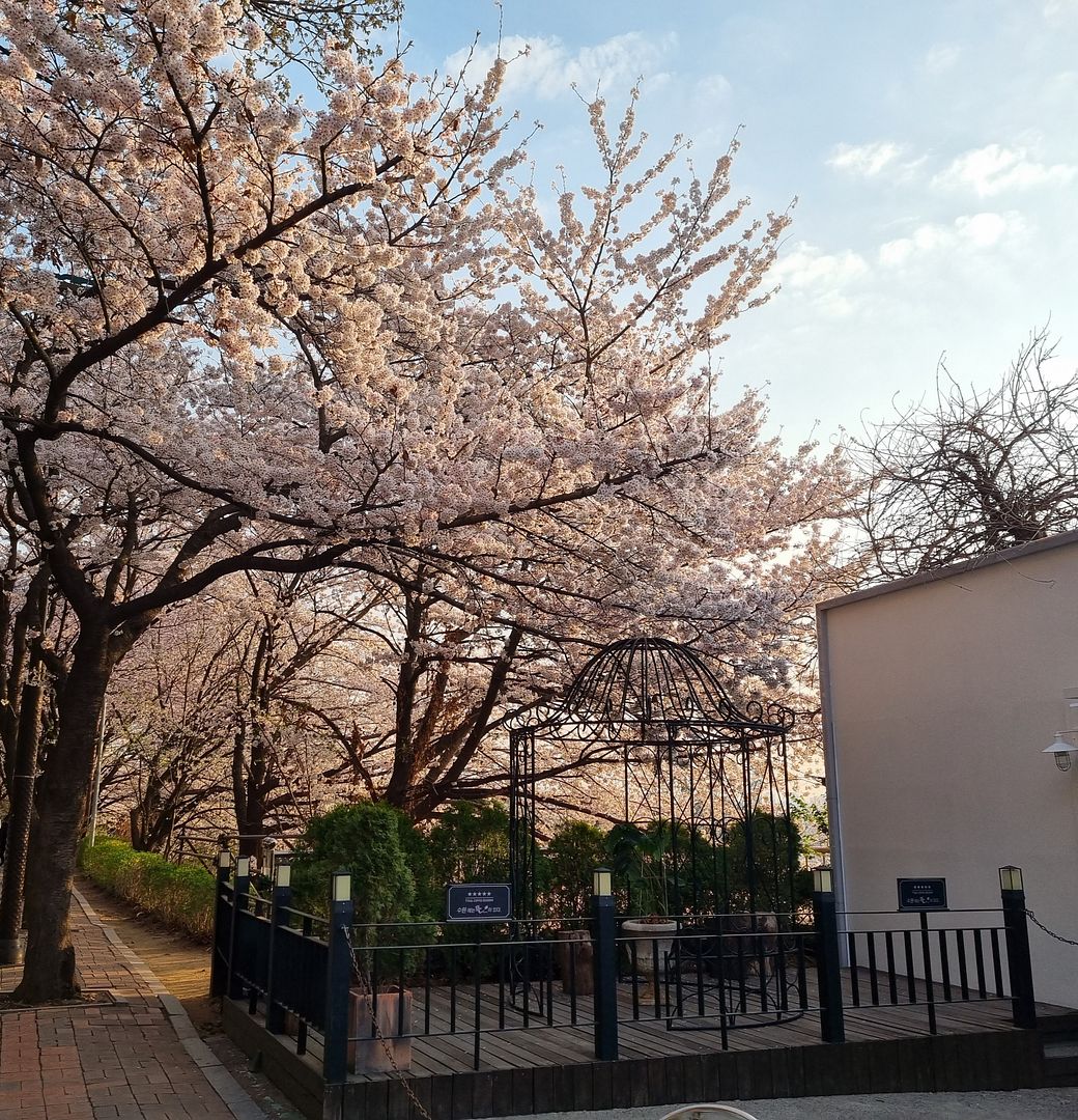 cherry blossoms at suwon4