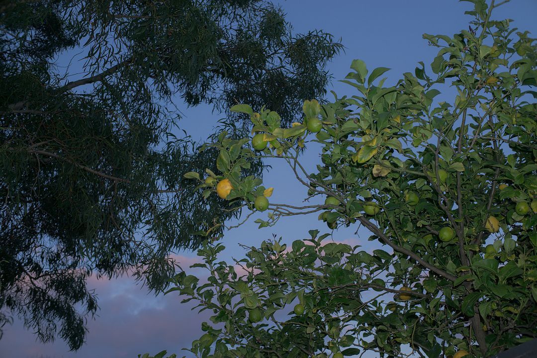 Lemon Tree Picture