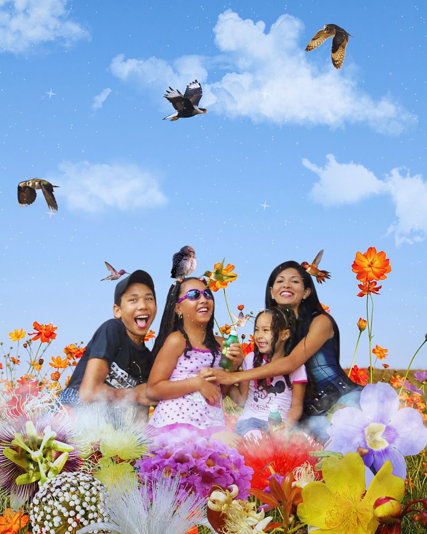 Cerrado flowers