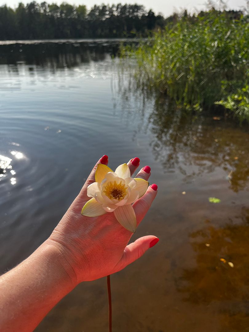 Water Lily