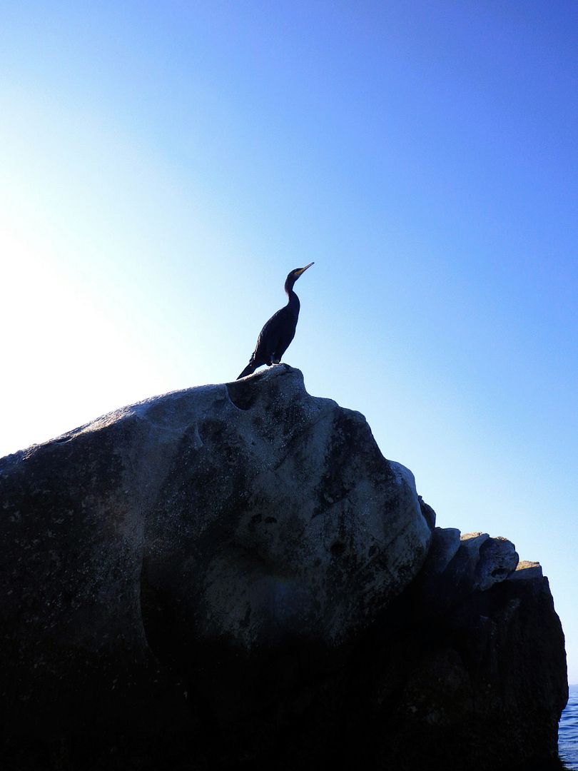 King of the rock